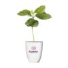 Treemore Brievenbusboompjes Koffieboom